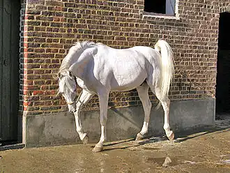هدبان (حصان)