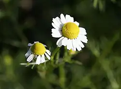 أزهار الأقحوان