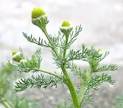 بابونج أسطواني