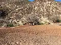 حقل في وادي الجنة