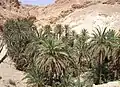 الجبل يحتضن الواحة