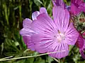 Sidalcea malviflora