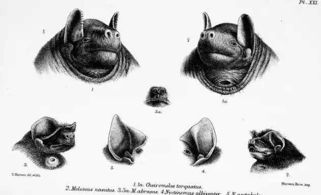 مثال على الغُدة الحلقية في ذكر خفاش أسود ذو قلنسوة.Dobson, G. E. (1878). Catalogue of the Chiroptera in the collection of the British Museum. Order of the Trustees.