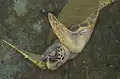 سلحفة بحرية Cheloniidae
