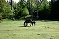 طنقة