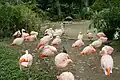 Group of Chilean Flamingos at the Houston Zoo