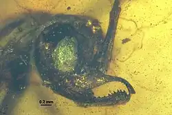 (الاسم العلمي: Chonidris insolita)