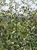 السدر
