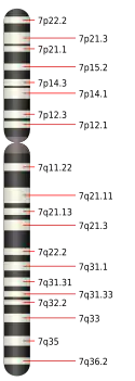مخطط الصبغي السابع