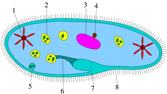 Ciliophora morphology