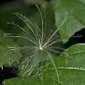 زغبات القصوان الحقلي