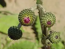 Cirsium canum (Queen Anne's Thistle).