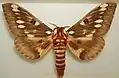 ذكر Citheronia splendens (Ceratocampinae)