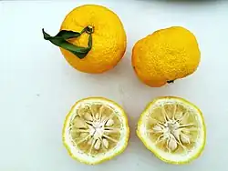 فاكهة اليوزو وثماره