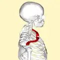 عظم الترقوة من الجانب (مبين باللون الأحمر).