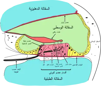 مقطع عرضي من القوقعة.