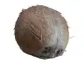 ثمرة ناضجة من جوز الهند