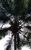 شجر جوز الهند في ولاية كيرلا