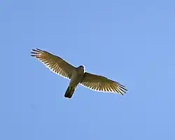 طائرٌ يُحلِّق