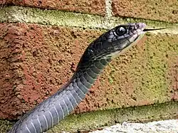 راسرة شماليَّة سوداء، C. c. constrictor