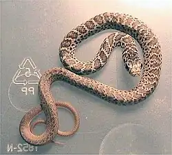 راسرة صفراء البطن يافعة، C. c. flaviventris
