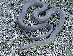 راسرة صفراء البطن بالغة، C. c. flaviventris