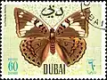 فراشة البارون الشائعة&nbsp;[الإنجليزية](Euthalia aconthea)