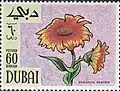 غيردية سفوية(Gaillardia aristata)
