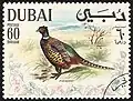 تدرج مألوف(Phasianus colchicus)