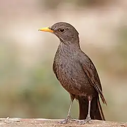 أثنى الشحرور بمتنزه سوس ماسة الوطني، المغرب
