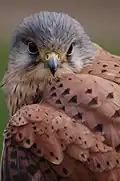 منظر للرأس والأكتاف