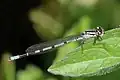 ذكر الأزرق الحشر الرعاش  (Enallagma cyathigerum)