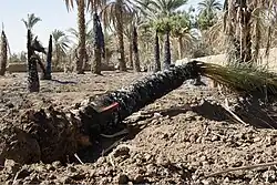 نخل أحرق بالسودان من قبل السلطات لإجبار السكان الأصليين على إخلاء المكان لإقامة سد مروي بالسودان