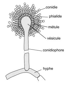 رشاشية