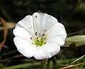 زهرة لبلاب الحقول