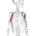 Front of right upper extremity. (Coracobrachialis labeled at right, fourth from the bottom.