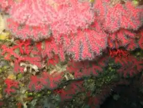 The Red Coral
