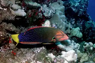 Yellowtail wrasse, قورس أصفر الذيل, هاواي