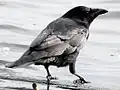 زاغ أمريكي على خليج شاطئ الاتحاد (سياتل).