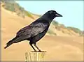 زاغ أمريكي قرب شارك إنليت، لوس أوسوس، كاليفورنيا، الولايات المتحدة.
