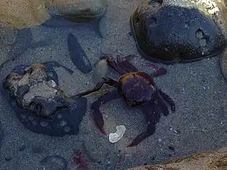 سلطعون تم العثور عليه في CNM tidepools، فبراير 2013