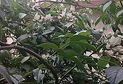 كراتيفة وحيدة المسكن