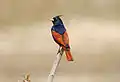 Crested Bunting Melophus lathami