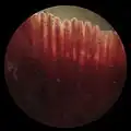 الخياشيم