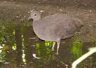 تنام ال(Cinereous)