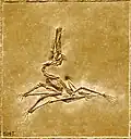 Pterodactylus – المتحف الأمريكي للتاريخ الطبيعي