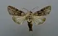 Cucullia absinthii