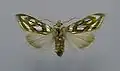 Cucullia argentea