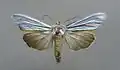 Cucullia splendida