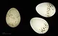 Cuculus canorus canorus + Lanius collurio